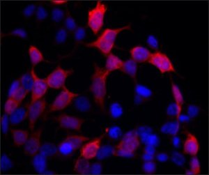 Anti-Rheb (C-terminal region) antibody produced in rabbit SAB4200410-200UL