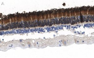 Anti-Rhodopsin Antibody, clone 5D17 ZooMAb� Rabbit Monoclonal 
