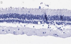Anti-Rhodopsin Antibody, clone 5D17 ZooMAb� Rabbit Monoclonal 