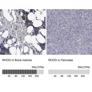 Anti-RHOG antibody produced in rabbit 