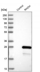 Anti-RHOH antibody produced in rabbit 