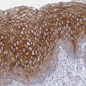Anti-RHOV antibody produced in rabbit 