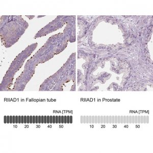 Anti-RIIAD1 antibody produced in rabbit 