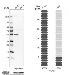 Anti-RIOX2 antibody produced in rabbit HPA007603-100UL