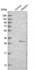 Anti-RMDN1 antibody produced in rabbit 
