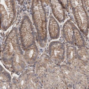 Anti-RMDN1 antibody produced in rabbit 