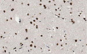 Anti-RNA polymerase II Antibody, clone CTD4H8 ZooMAb� Mouse Monoclonal 