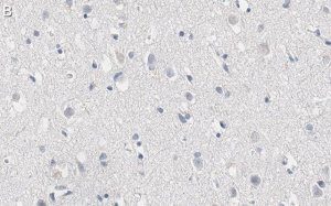 Anti-RNA polymerase II Antibody, clone CTD4H8 ZooMAb� Mouse Monoclonal 
