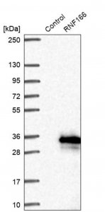 Anti-RNF166 antibody produced in rabbit 