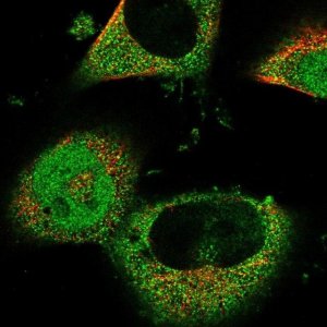 Anti-RNF166 antibody produced in rabbit 
