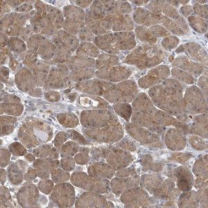 Anti-RNF7 antibody produced in rabbit HPA036995-100UL