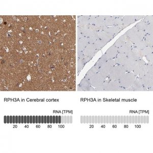 Anti-RPH3A antibody produced in rabbit 