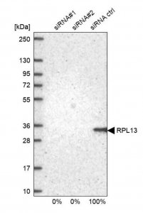 Anti-RPL13 antibody produced in rabbit HPA051702-100UL