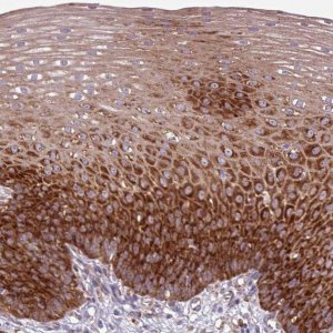 Anti-RPL13 antibody produced in rabbit HPA051702-100UL
