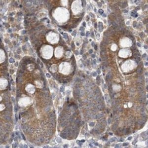 Anti-RPL32 antibody produced in rabbit 