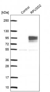 Anti-RPUSD2 antibody produced in rabbit 