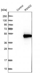 Anti-RSAD2 antibody produced in rabbit 