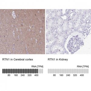 Anti-RTN1 antibody produced in rabbit 