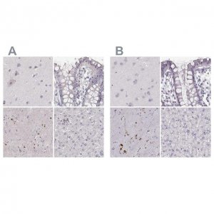Anti-RUNDC3A antibody produced in rabbit 