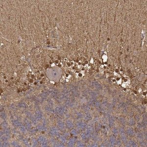 Anti-S100B antibody produced in rabbit 