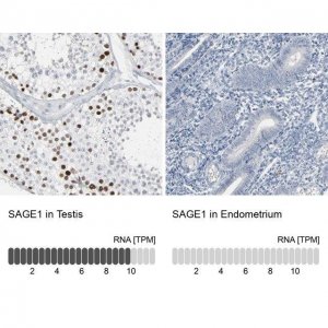 Anti-SAGE1 antibody produced in rabbit 