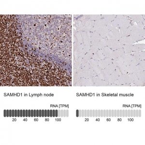 Anti-SAMHD1 antibody produced in rabbit 