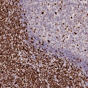 Anti-SAMHD1 antibody produced in rabbit 