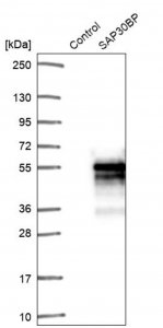 Anti-SAP30BP antibody produced in rabbit 