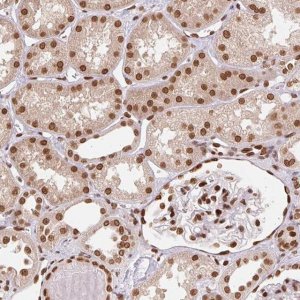 Anti-SAP30BP antibody produced in rabbit 