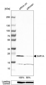 Anti-SAR1A antibody produced in rabbit 