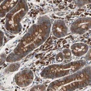 Anti-SAR1A antibody produced in rabbit 