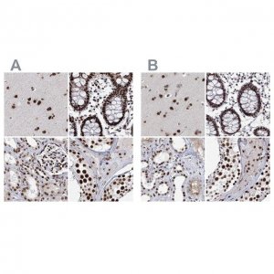 Anti-SCAF8 antibody produced in rabbit 