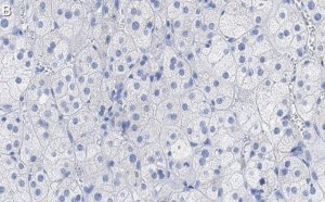 Anti-SCARB1 Antibody, clone 3B15 ZooMAb� Rabbit Monoclonal 