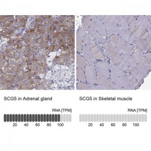 Anti-SCG5 antibody produced in rabbit 
