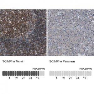 Anti-SCIMP antibody produced in rabbit 