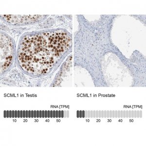 Anti-SCML1 antibody produced in rabbit 