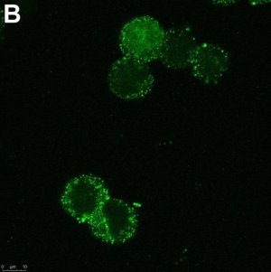 Anti-SCN2A Antibody, clone 3F19 ZooMAb� Rabbit Monoclonal 
