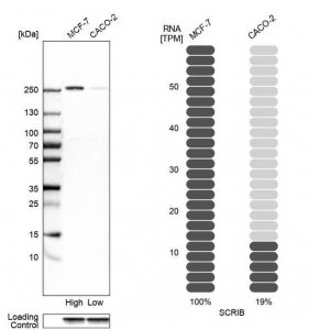 Anti-SCRIB antibody produced in rabbit 
