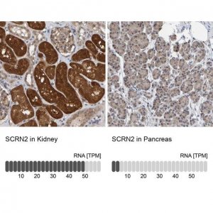 Anti-SCRN2 antibody produced in rabbit 