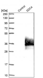 Anti-SDC4 antibody produced in rabbit 