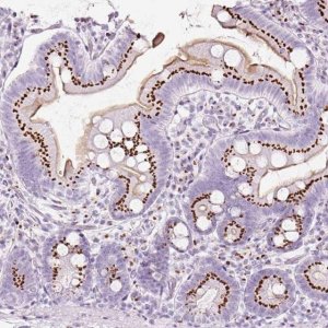 Anti-SDF4 antibody produced in rabbit 