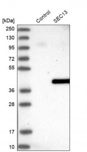 Anti-SEC13 antibody produced in rabbit HPA035292-100UL
