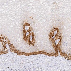 Anti-SEC13 antibody produced in rabbit HPA035292-100UL