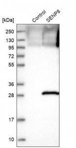 Anti-SENP8 antibody produced in rabbit 