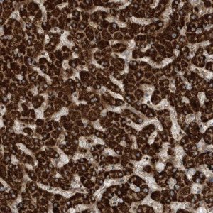 Anti-SENP8 antibody produced in rabbit 