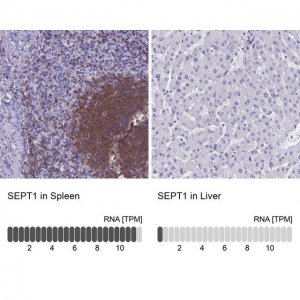 Anti-SEPT1 antibody produced in rabbit 