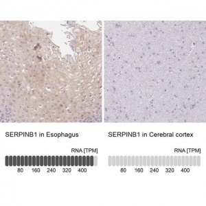 Anti-SERPINB1 antibody produced in rabbit HPA052642-100UL