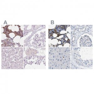 Anti-SERPINB1 antibody produced in rabbit HPA052642-100UL