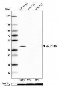 Anti-SERPINB5 antibody produced in rabbit 