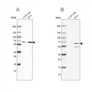 Anti-SF3A2 antibody produced in rabbit 